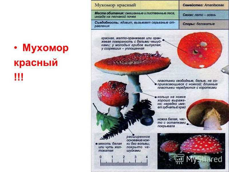 3. Особенности использования