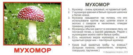 Раздел 3: Мухомор мухолюбивый [Amanita muscaria var. guessowii]