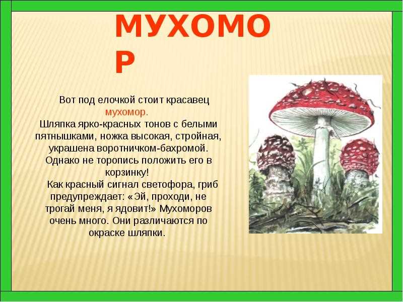 Мухоморы с яркими пятнами