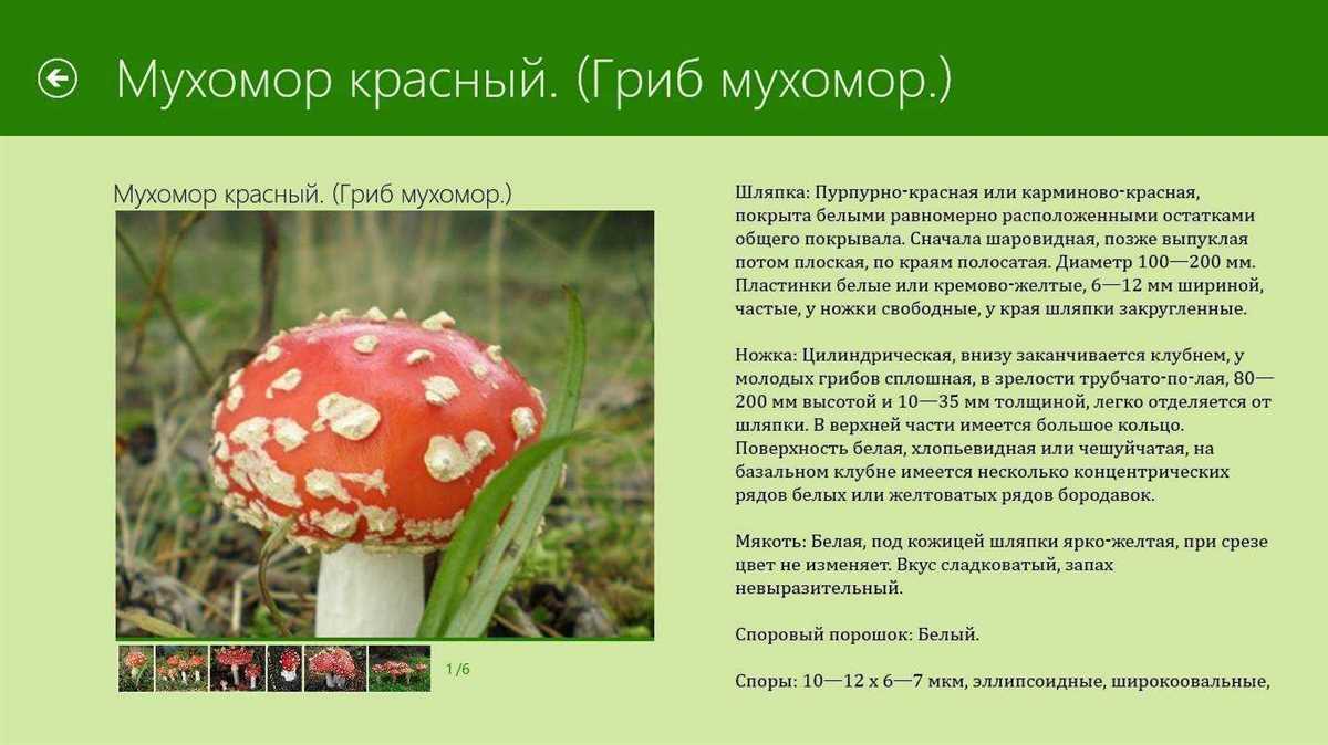 3. Мухомор полосатый (Amanita pantherina)