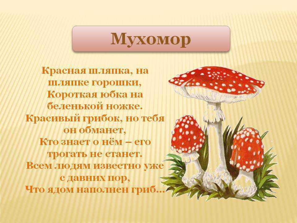 Виды мухоморов