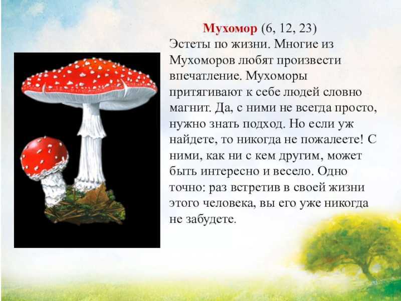 Мифы и правда о мухоморах