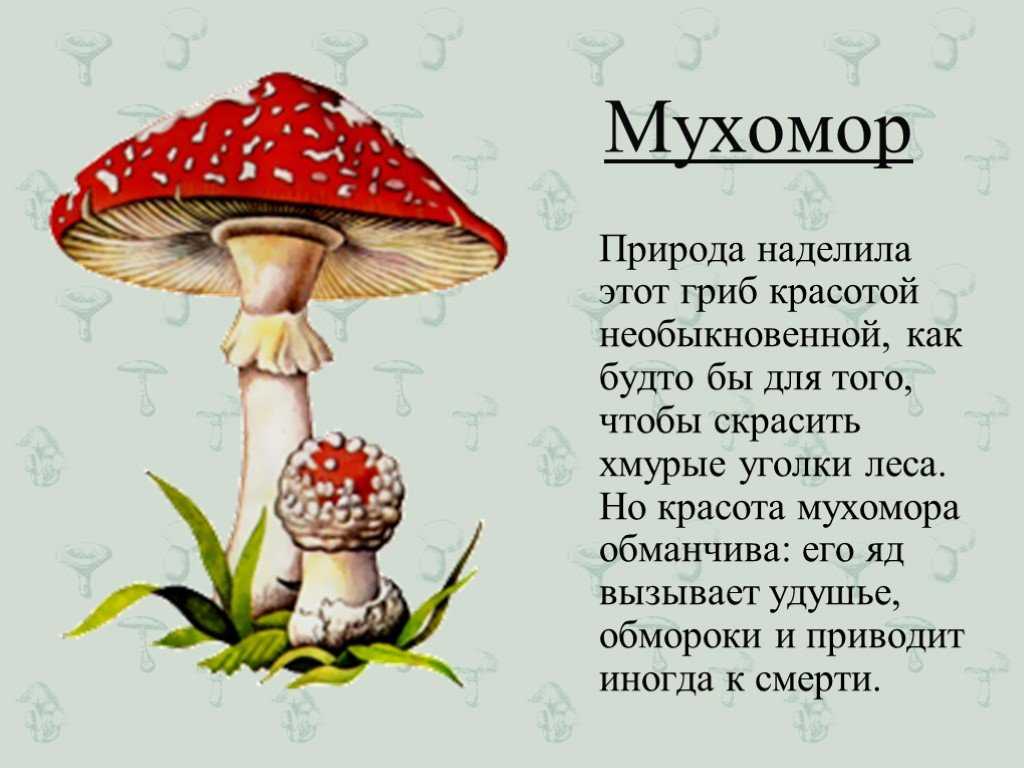 Красота и разнообразие видов мухоморов