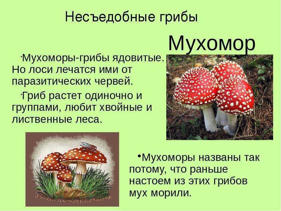 Белый чешуйчатый мухомор