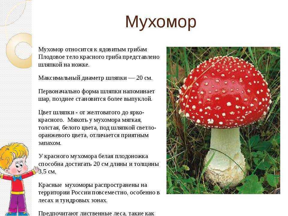 Псилоцибиновые грибы и мухоморы