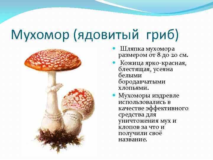 Популярные рецепты с дедом мухомором