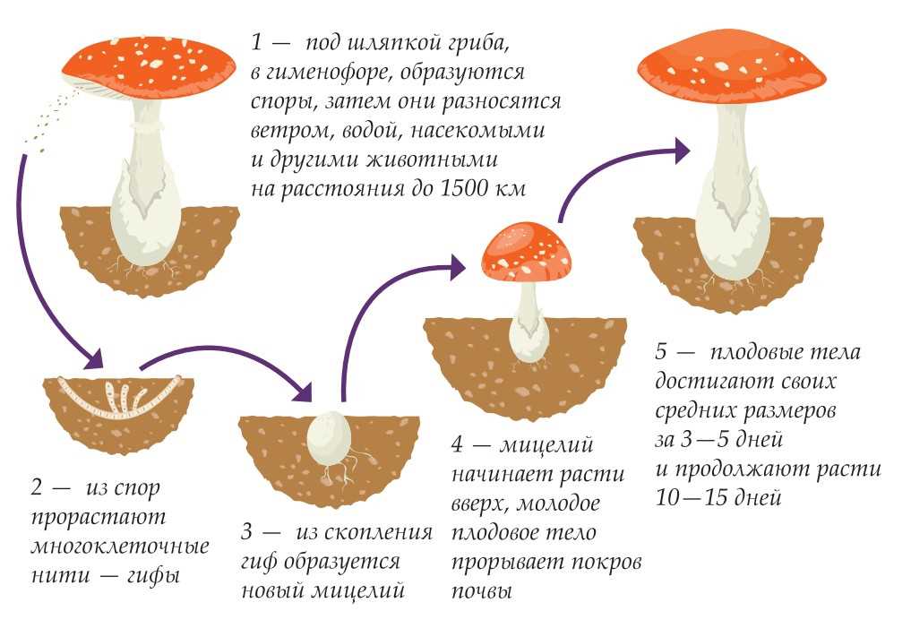 Дед ворон и его опыт с мухоморами секреты сбора применение и хранение грибов