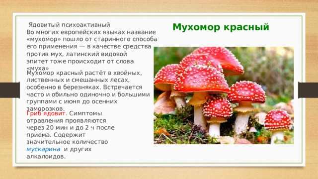 Где купить мухомор в Славянске-на-Кубани: лучшие предложения