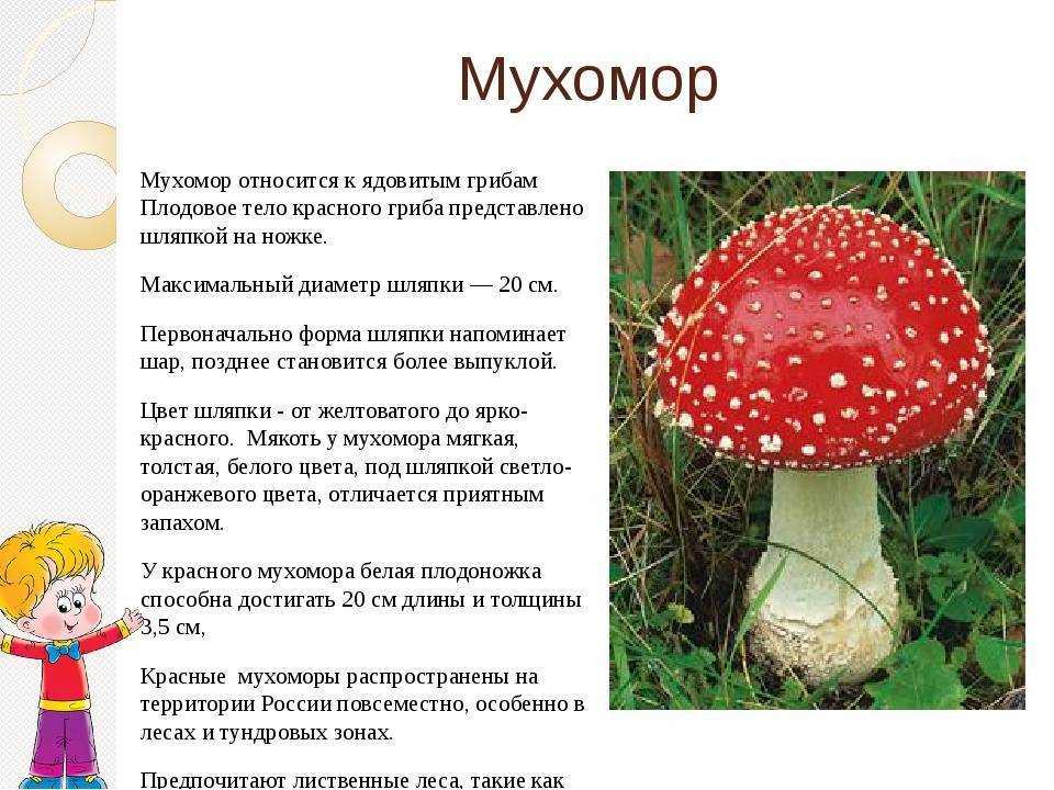 Где купить мухомор в Славянске-на-Кубани лучшие предложения