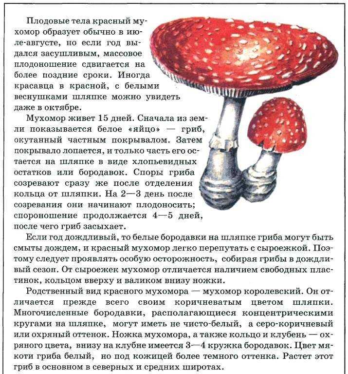 2. Аманита фалойдная (Amanita phalloides)