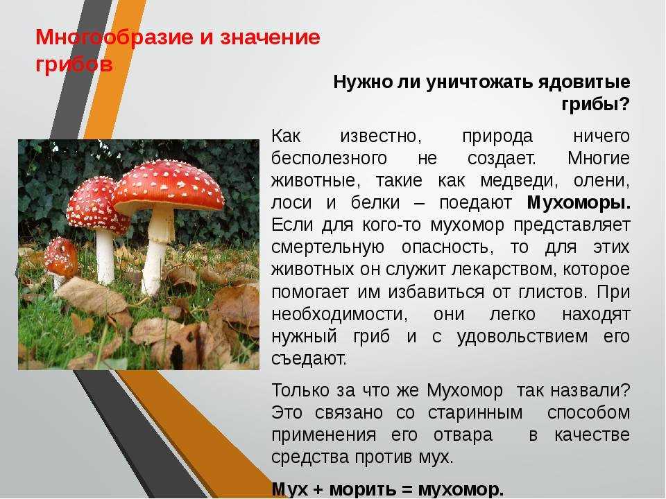 1. Аманита мухоморовидная (Amanita muscaria)