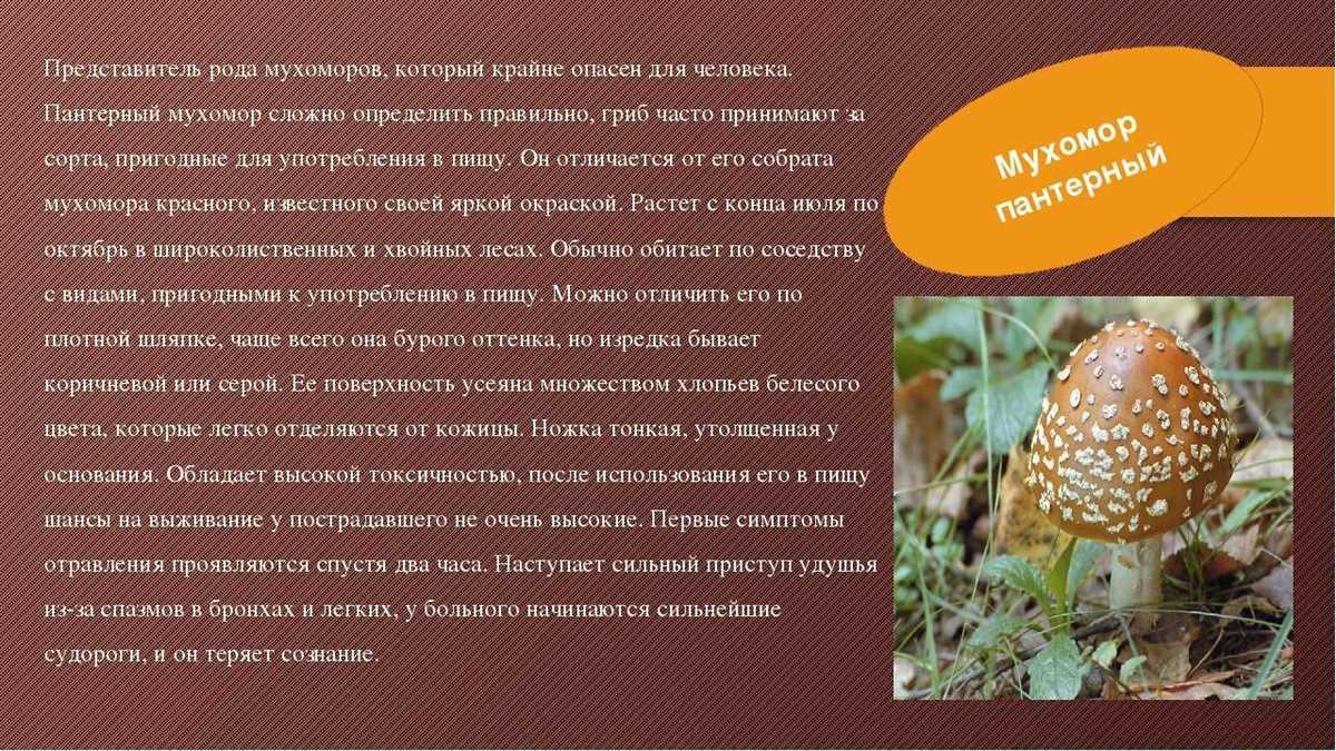 Способы получения порошка из мухомора: