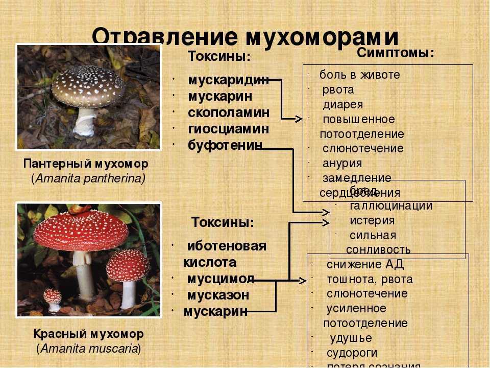 4. Питательные вещества