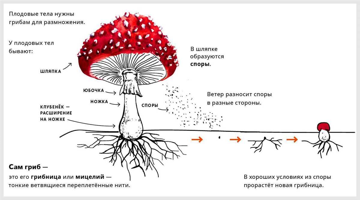 Виды мухоморов