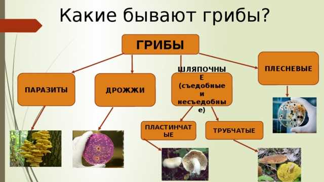 Какая часть мухомора самая ядовитая