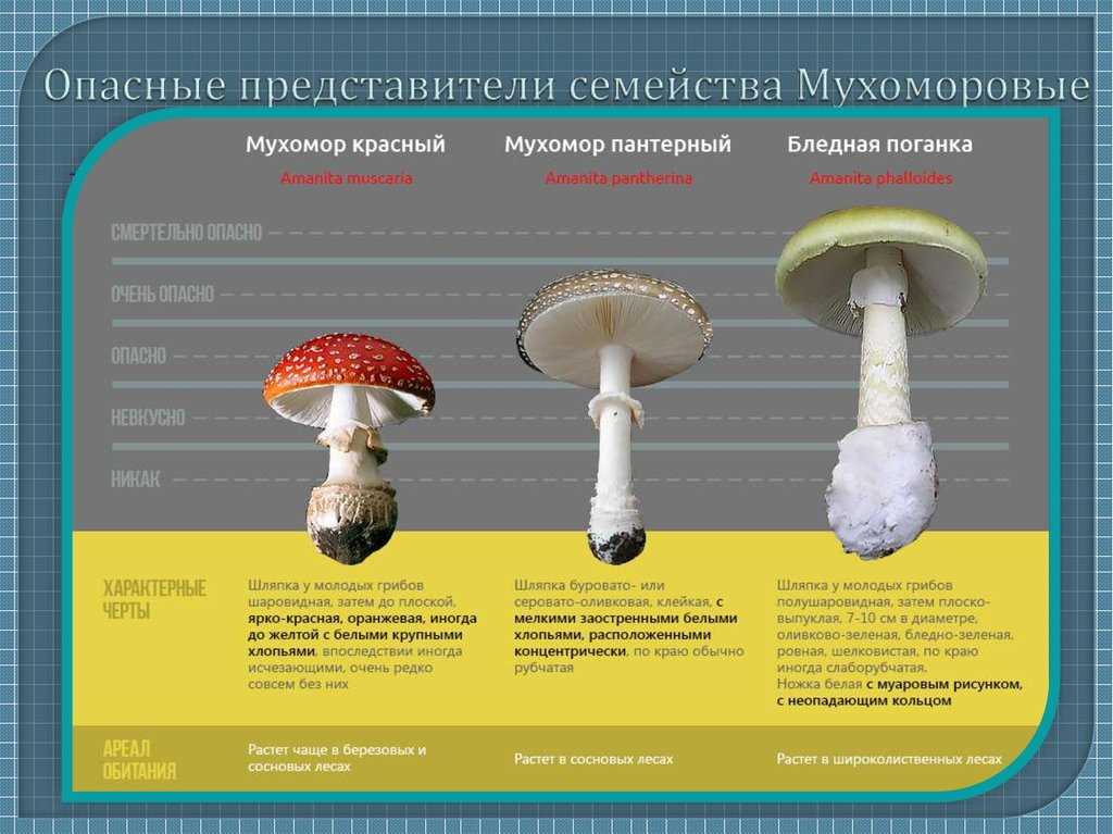 Вопросы про мухоморы