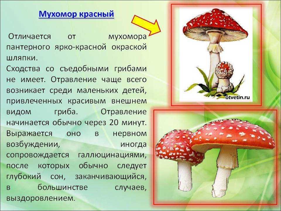 Мухомор ядовитый