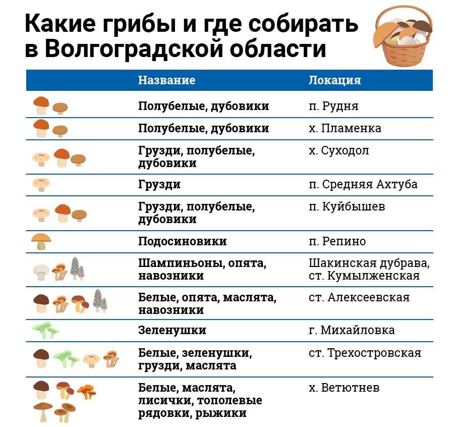  Как определить сезон мухоморов? 