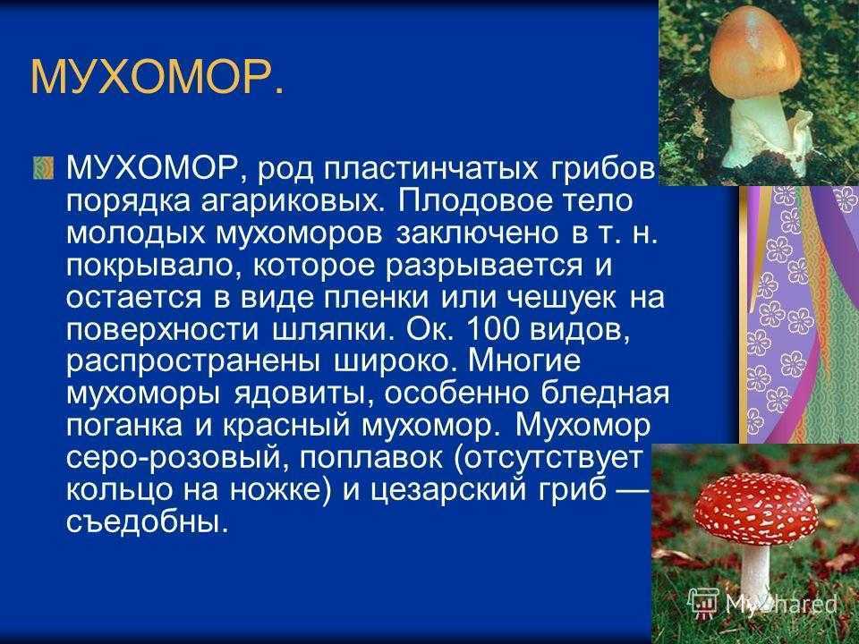 Закрытые шляпки мухоморов