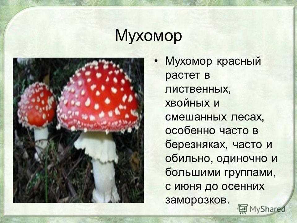 Виды мухоморов