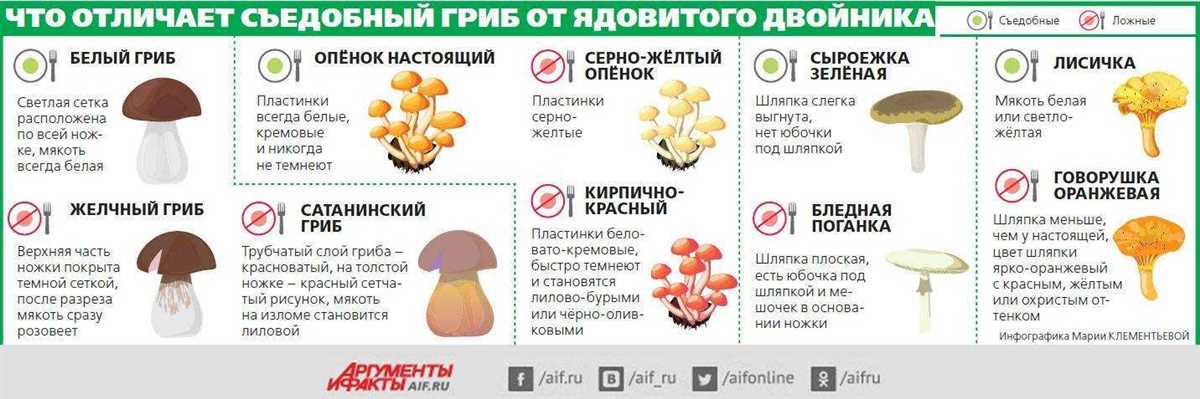 Красный мухомор полезные свойства и опасности для организма