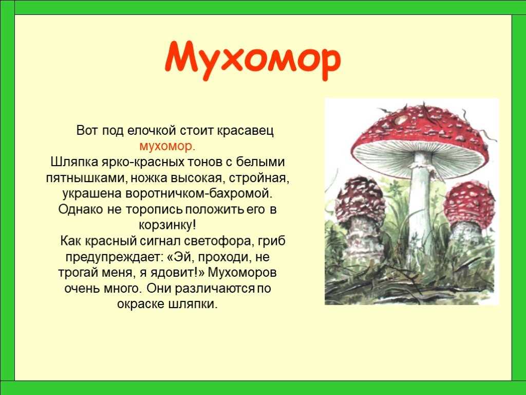 Курение красного мухомора