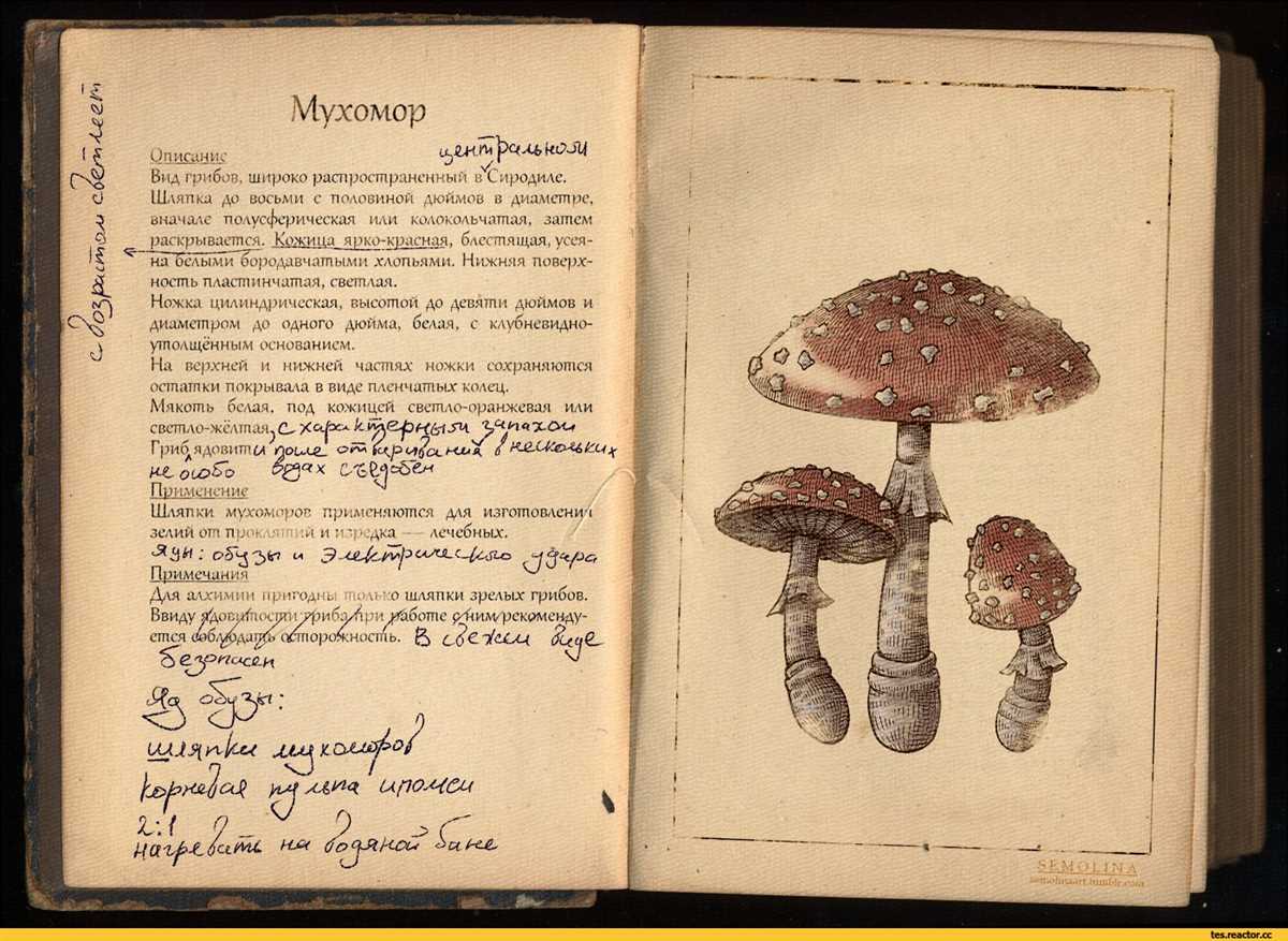 Символическое значение мухоморов в историях