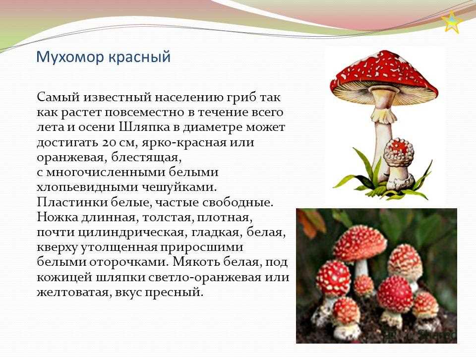 1. Мухомор пестрый (Amanita muscaria)