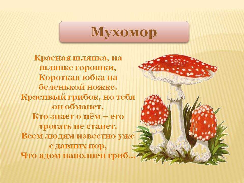 Капсулы Мухомора Вишневский