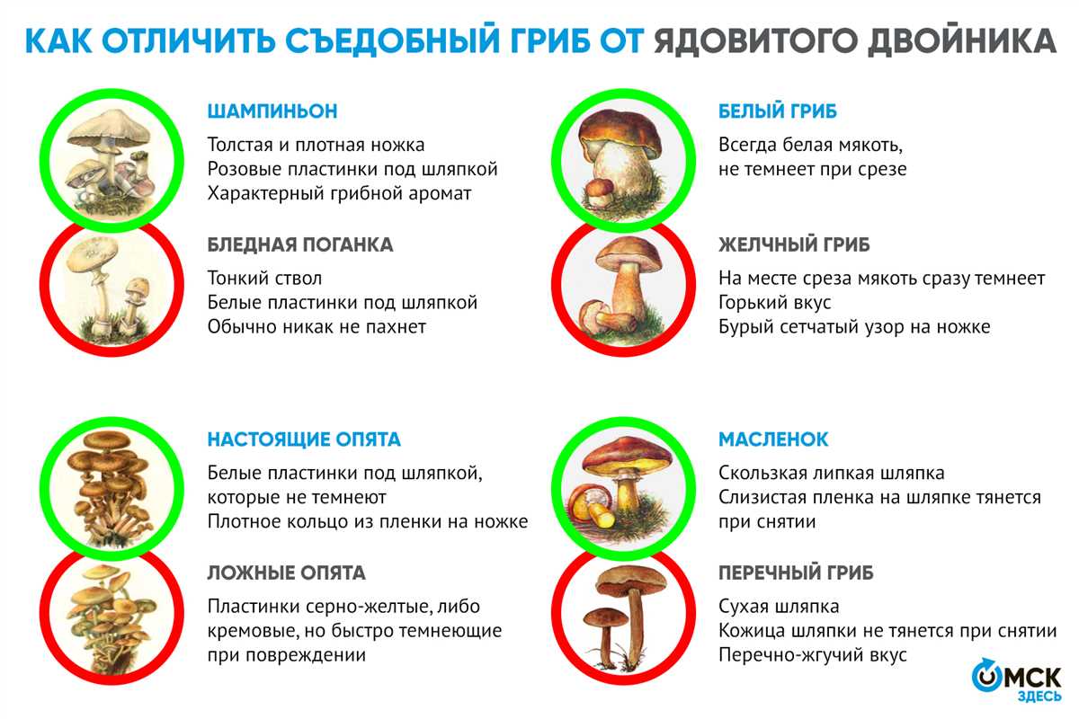 Места где можно найти мухоморы в Ростовской области подробные советы для грибников