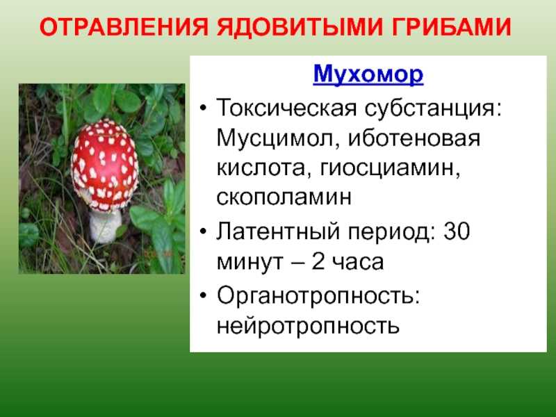 Можно ли купить мухомор в аптеке правила продажи грибов в российских аптеках