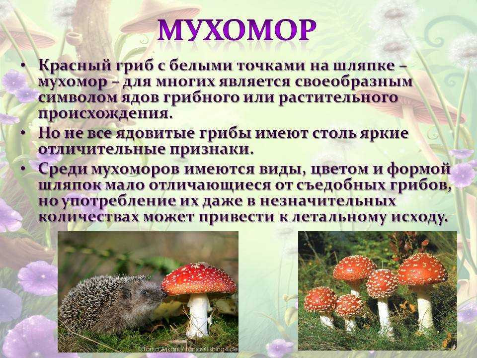 Мухомор 2 класс: краткая информация