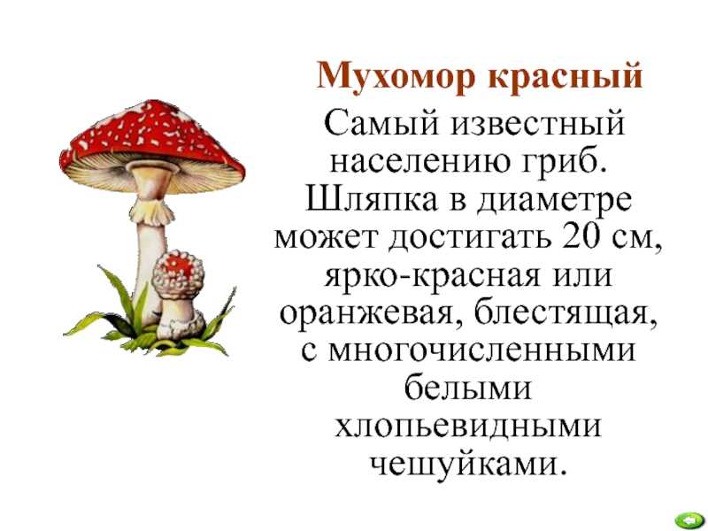 Интересные факты о мухоморах