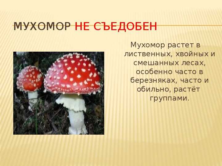 Мухомор - гриб семейства аманитовых