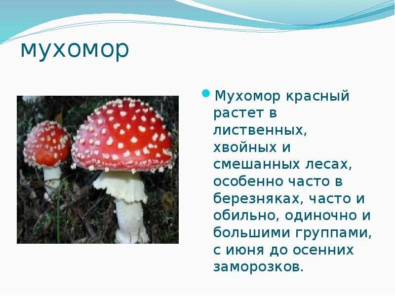 Уникальные свойства мухоморов