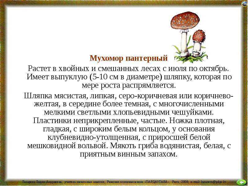 Подраздел 2.2: Мухомор 59 и его сходство с другими видами грибов