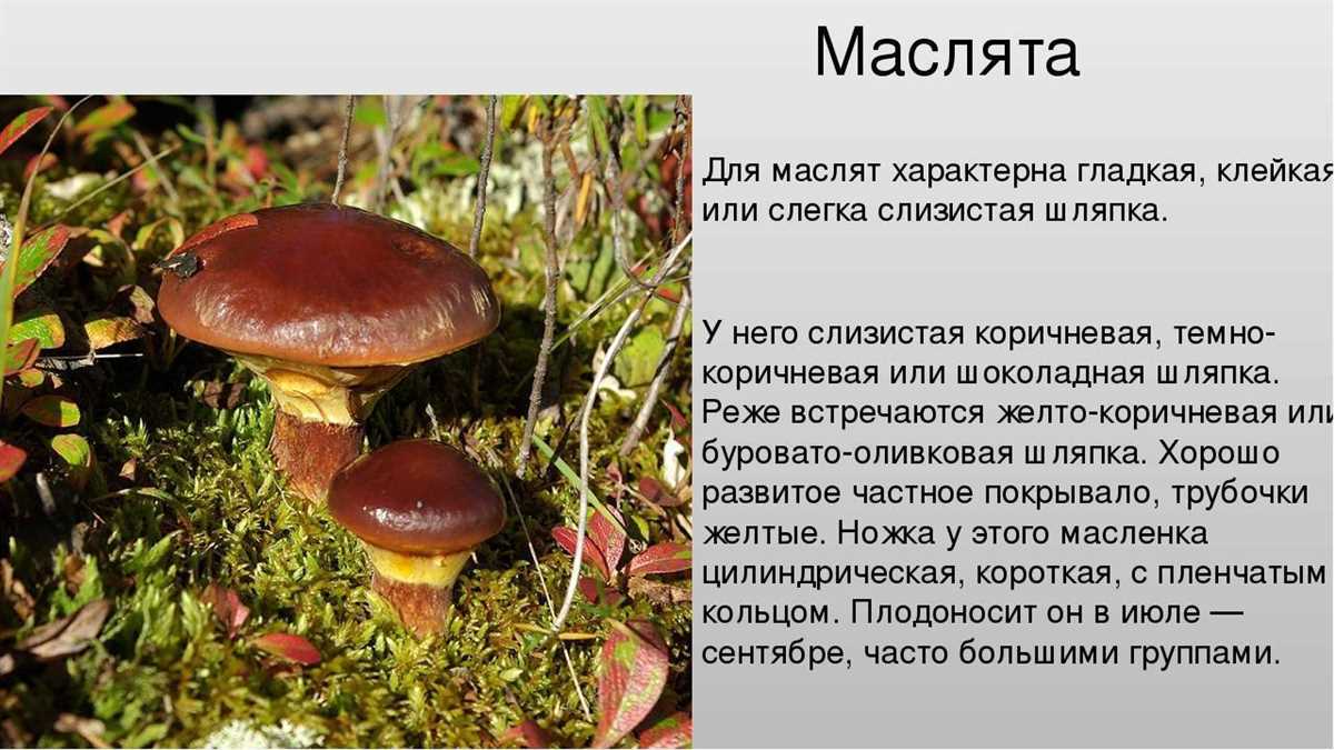 Мухомор 7 букв все что вам нужно знать о самом известном грибе