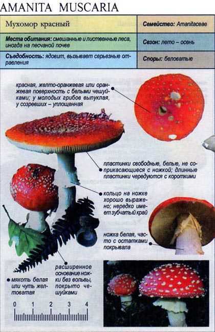 Применение мухомора аманиты мускарии