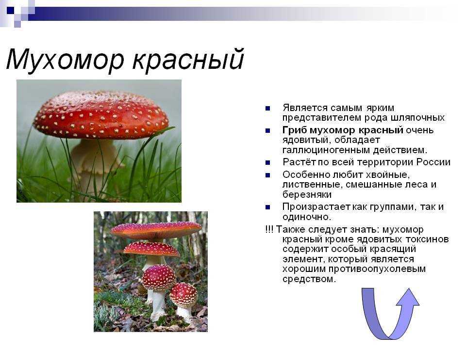 4. Мухомор серый (Amanita strobiliformis)