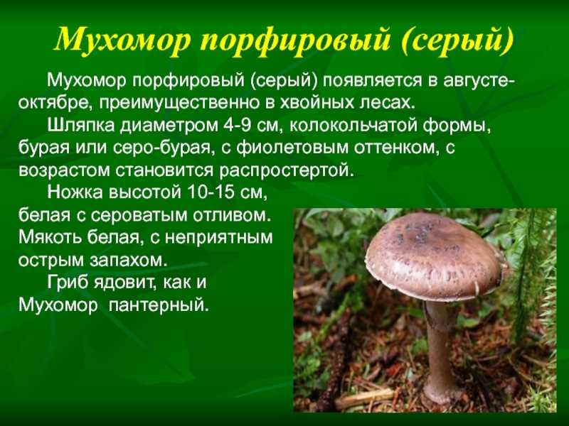 1. Мухомор красный (Amanita muscaria)