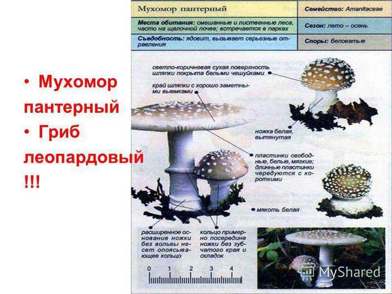 Мухомор королевский фото и отличия от пантерного