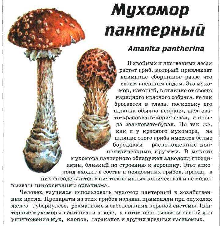 Подвид Amanita muscaria var. flavivolvata