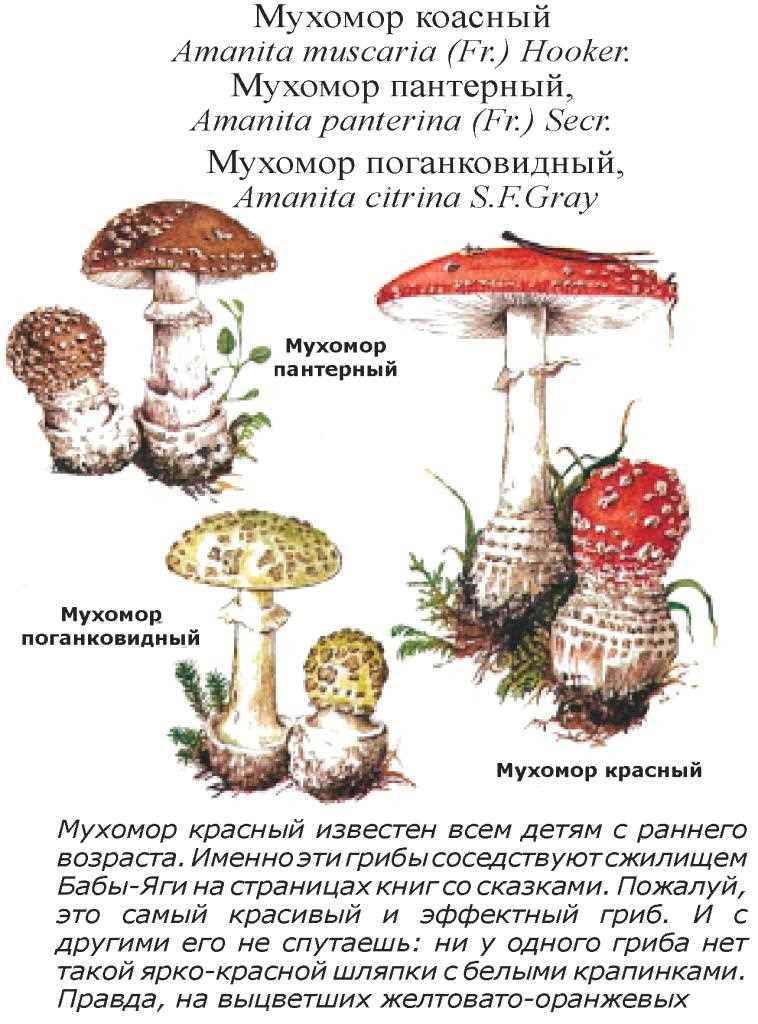 Мухомор красный: особенности и свойства