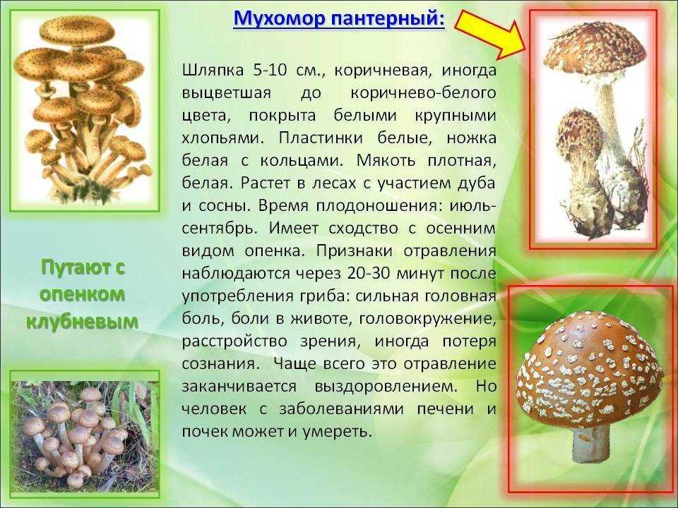 Где купить шапку мухомора