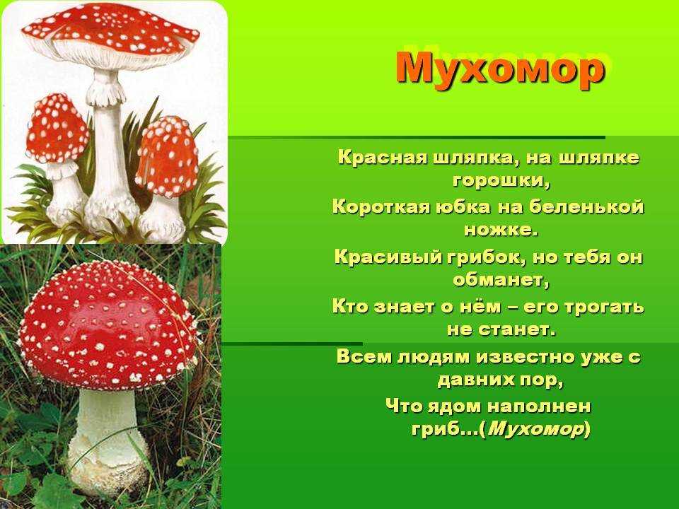 Мухомор подосиновик (Amanita muscaria)