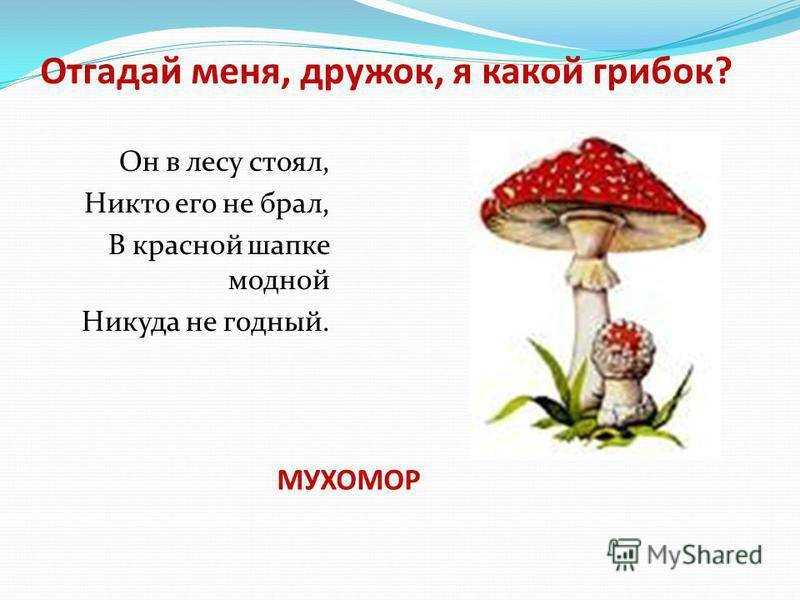 Мухомор желтый (Amanita citrina)