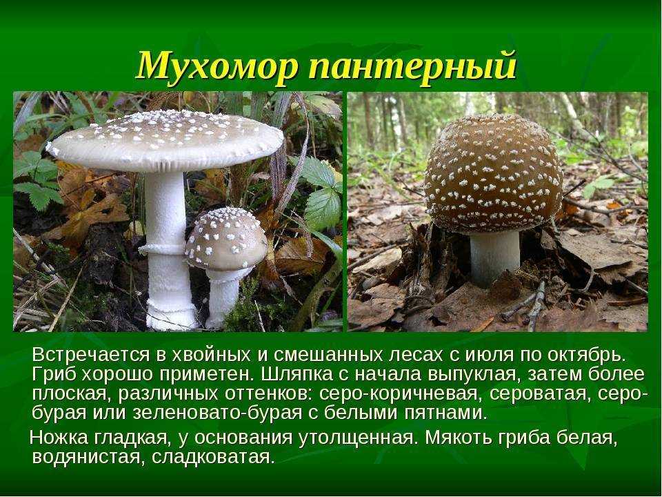 Красные лягушки