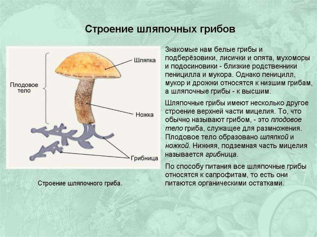 Мухомор вид снизу