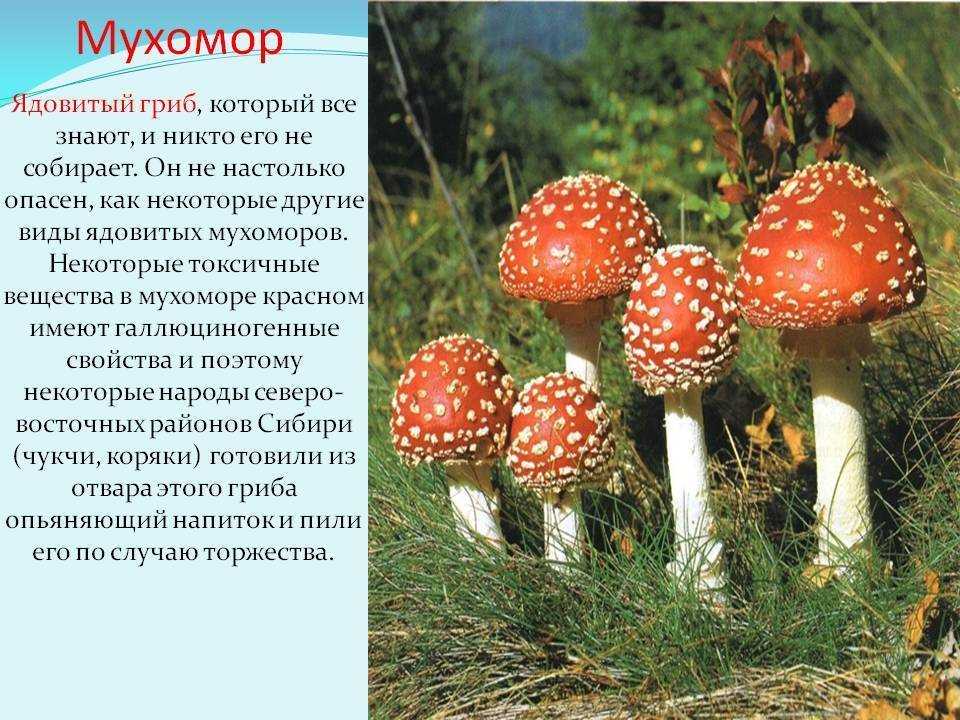 Мухомор пантерный (Amanita pantherina)