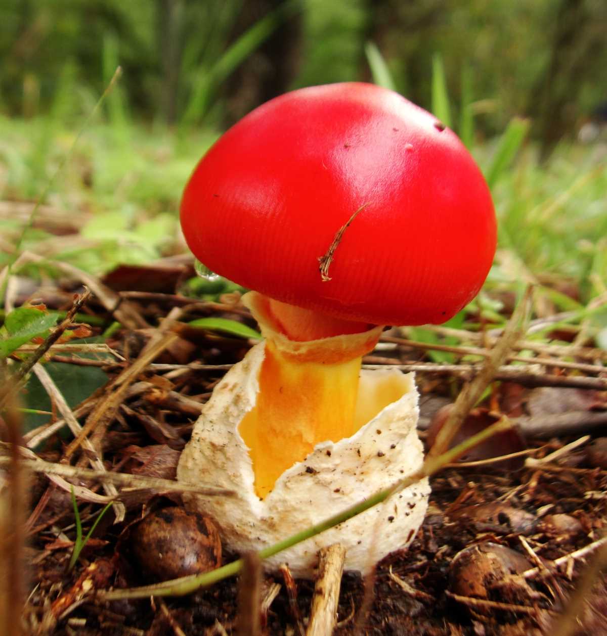 Северный мухомор (лат. Amanita verna)